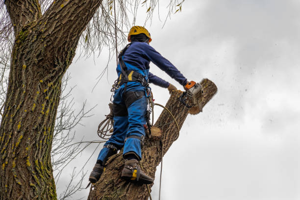 Best Tree Health Inspection  in Steamboat Springs, CO