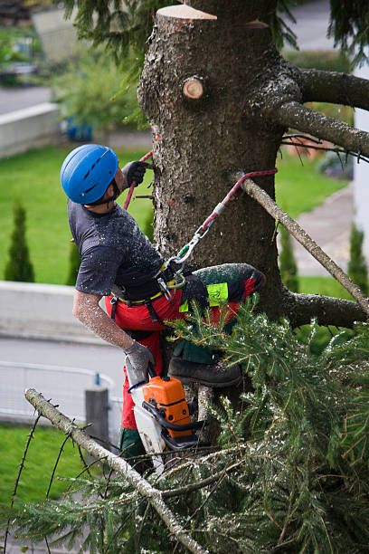 Best Stump Grinding and Removal  in Steamboat Springs, CO